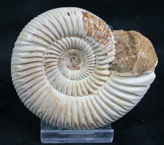 Perisphinctes Ammonite - Jurassic #7374